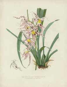 Den spættede Odontoglot, Odontoglossum Naevium af English School